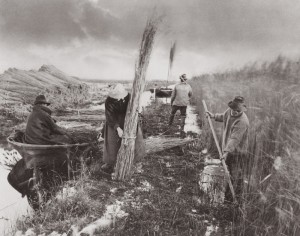 emersonph1886_reedharvest During the reed harvest