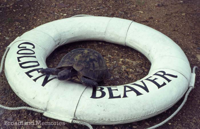 Golden Beaver life ring with tortoise