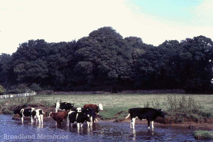 Cows at the water's edge Norfolk Broads