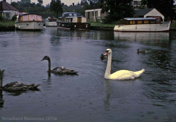 Swans on the River Bure at Wroxham 1971