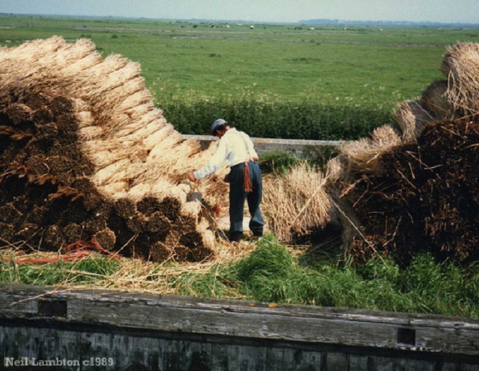 Stacking Reed on the Norfolk Broads c1989